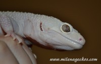 /album/milena-geckos/dsc-9257-jpg/