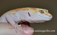 /album/milena-geckos/dsc-9337-jpg/