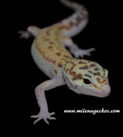 /album/milena-geckos/a12b-jpg2/
