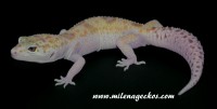 /album/milena-geckos/dsc-3265-jpg1/